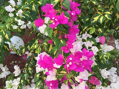 九重葛徒長枝|袁晓辉 Rita : 九重葛Bougainvillea (三角梅)